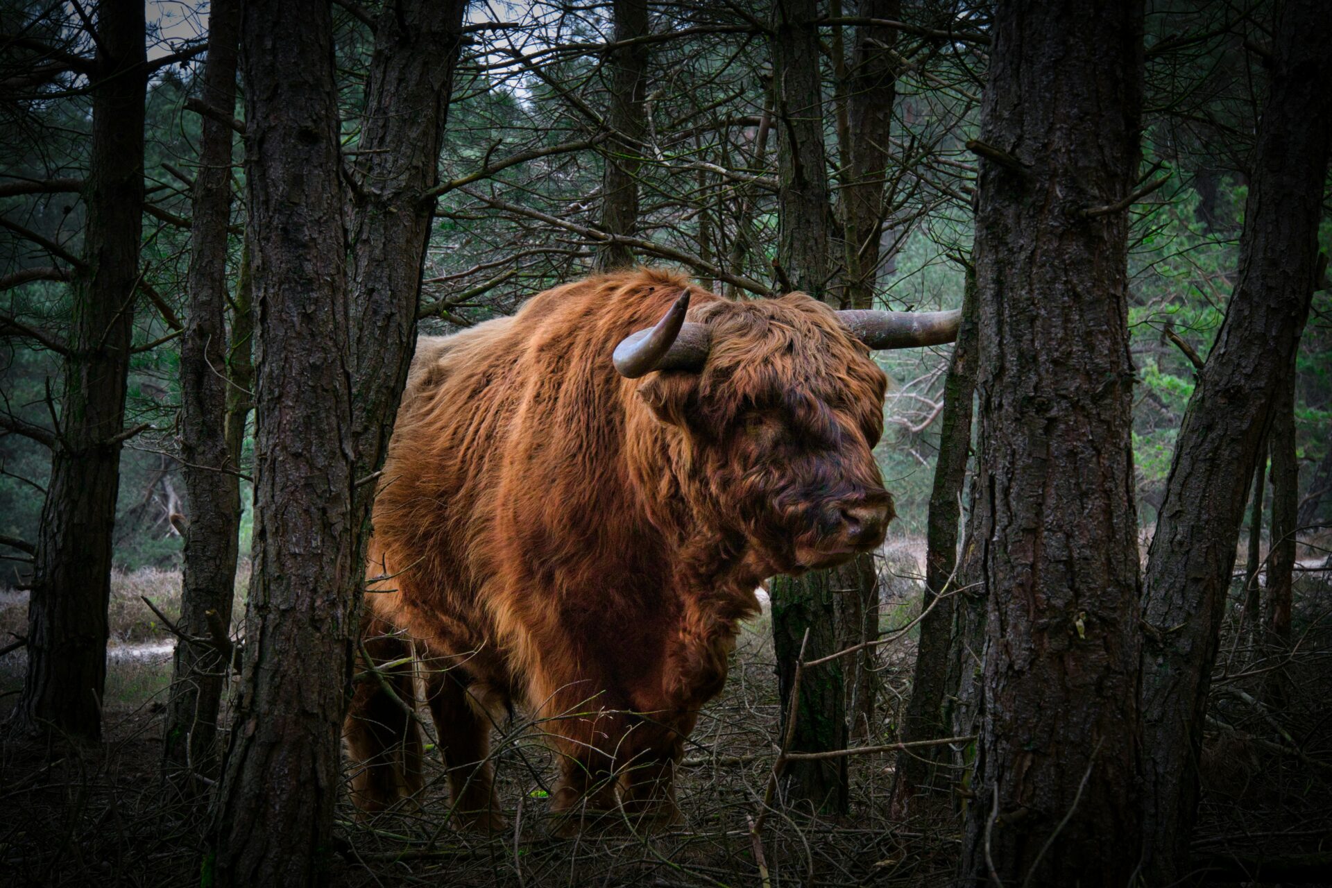 leo-wieling-g4rRCi-sttY-unsplash