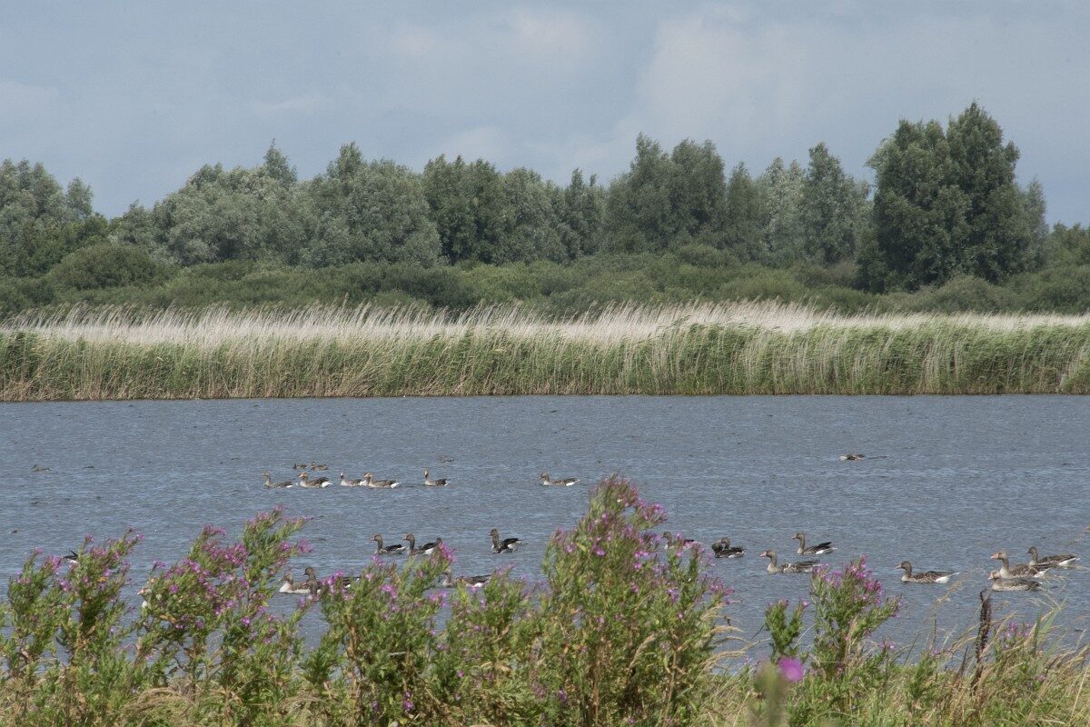 NL, Friesland, Noardeast-Fryslan, Lauwersmeer 15, Saxifraga-Willem van Kruijsbergen