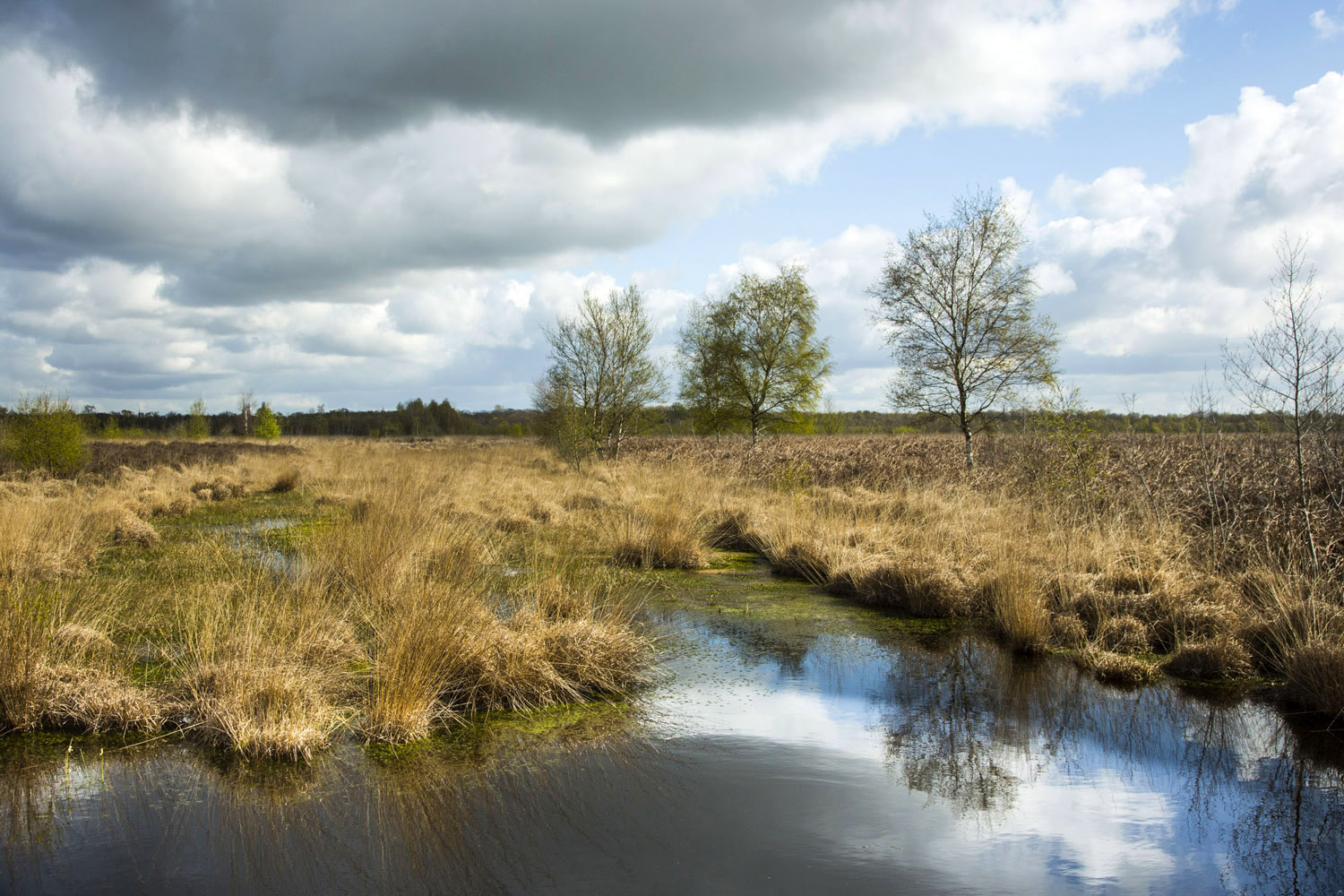 jan van de Kam 120416_175