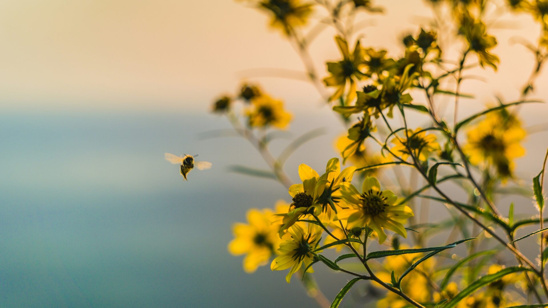 brad-huchteman-6GhwM0GnwMw-unsplash 16bij9