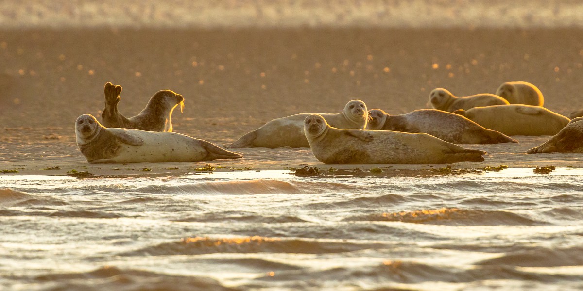 Gewone zeehonden op een zandbank in de Waddenzee. Foto door: Rudmer Zwerver, Saxifraga.